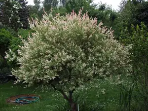 iris66 — 26. května 2015