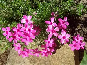 Phlox