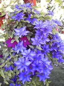 Clematis