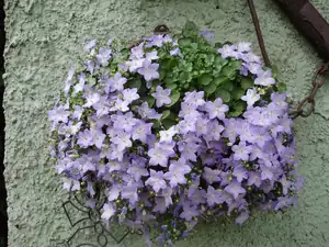 muškatek — 20. května 2011