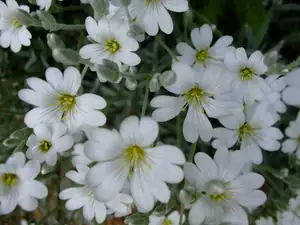 iris66 — 21. května 2011