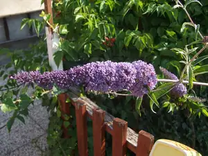 iris66 — 4. července 2015