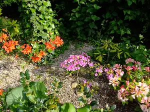 azalky s rododendrony