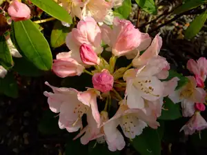 detail rododendronu