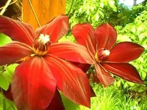 Clematis
