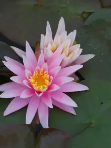 N. American star.