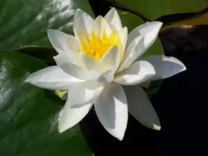 Nymphaea Leknín Virginalis průměr 20cm