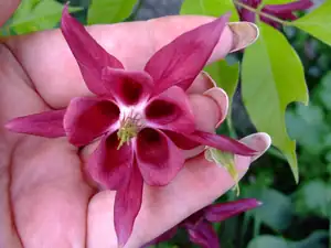 iris66 — 21. května 2011