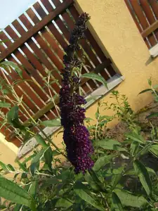 Budlea