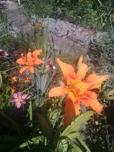 iris66 — 22. července 2015