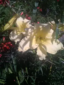 iris66 — 22. července 2015