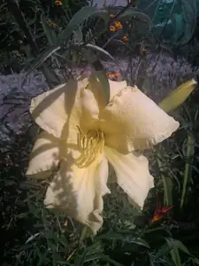 iris66 — 22. července 2015