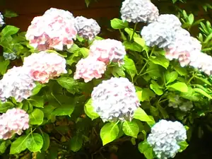 ludmila60 — 25. července 2015
