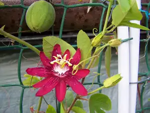 passiflora Lady Margaret
