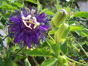 Passiflora inspiration