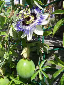Passiflora caerulea s plodem