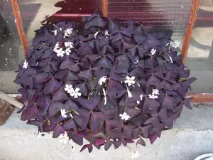 iris66 — 23. srpna 2015