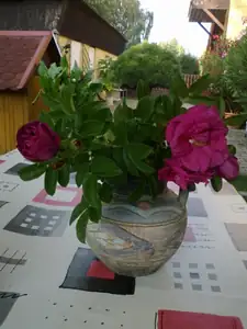 sud — 4. září 2015