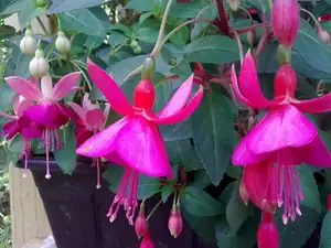 Kvetení pomalu končí, ale fuchsie se ještě snaži...