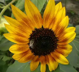 bumble-bee — 13. září 2015
