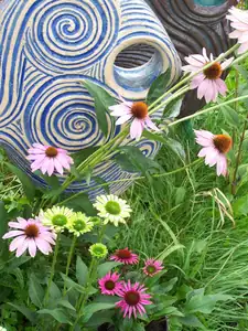 Echinacea