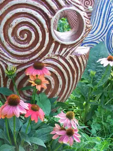 Echinacea