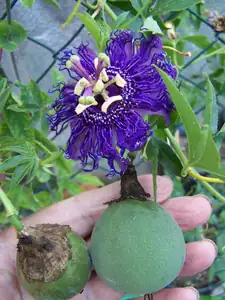Passiflora inspiration s plodem