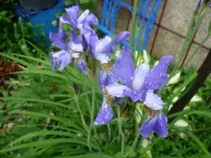 irisy