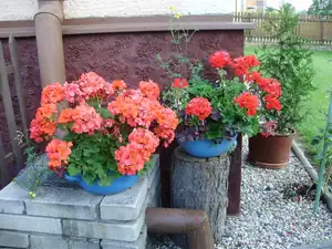muškatek — 19. října 2015