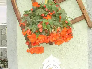 muškatek — 19. října 2015