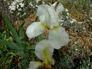 iris66 — 29. května 2011