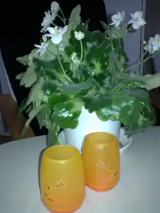 sud — 29. října 2015