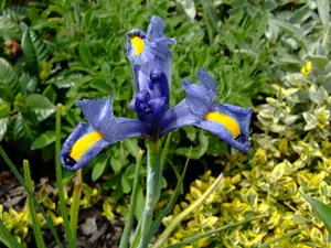 iris