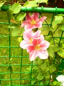 Poslední clematis
