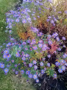 iris66 — 1. listopadu 2015