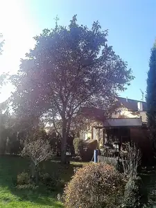 iris66 — 1. listopadu 2015