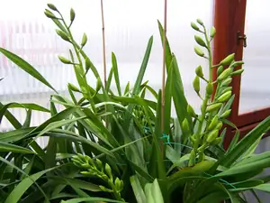 Cymbidium má zatím 8 květných stvolů