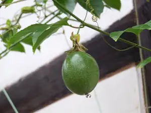 plod mučenky edulis var. flavicarpa