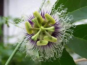 Mučenka edulis var. flavicarpa