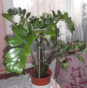 Zamiokulkas