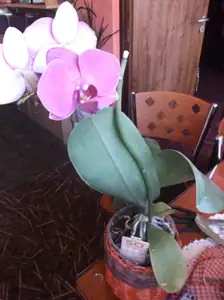 Tuhle orchidej chtěla souseda vyhodit