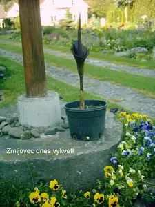 Zmijovec