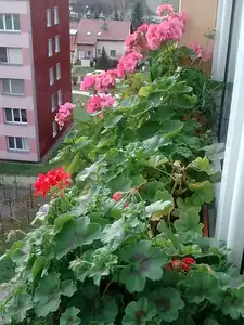 I moje muškáty se nevzdávají...