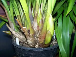 Cymbidium-Člunatec