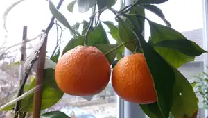 mikimajky — 2. prosince 2015