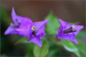 Bungenvilea Deep Purple