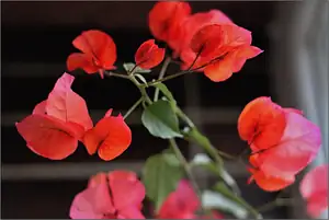 Bungenvilea Glabra