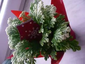 Nevím túje,kapradina?