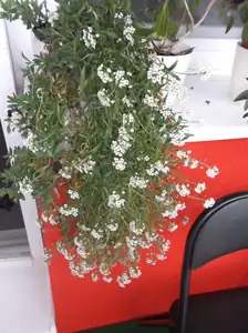 Pořád kvete na balkoně :)