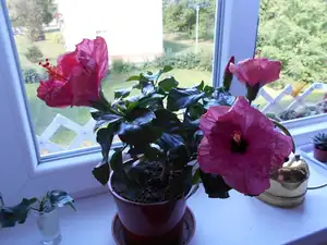 ivetavy — 30. prosince 2015
